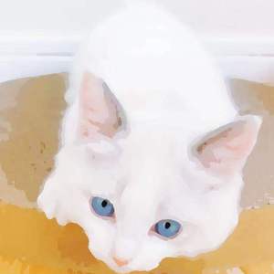 欧美精品久久久久A美女
